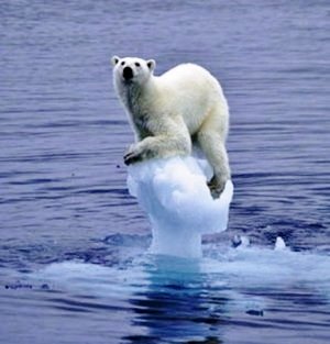 stuck polar bear